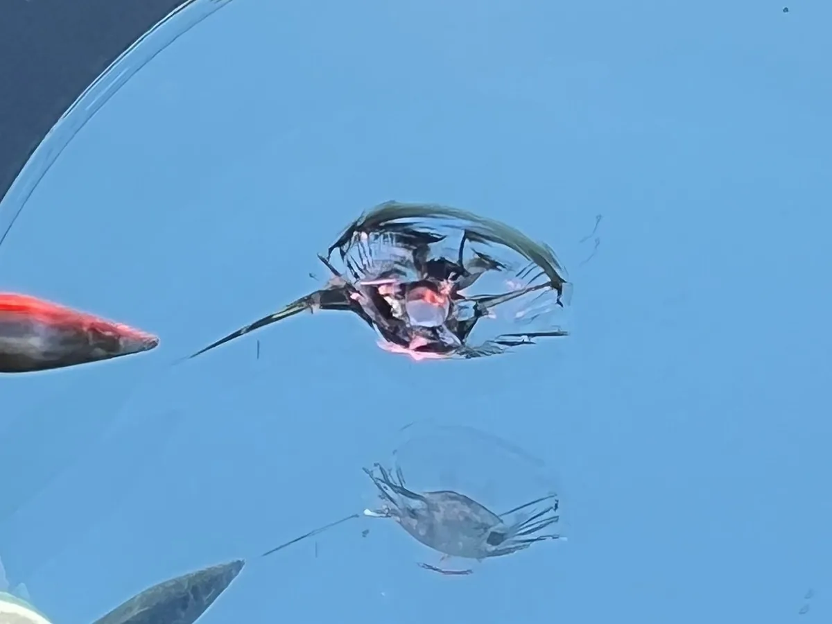Windshield chip being repaired with professional repair equipment